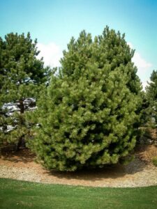 Сосна Чёрная (Pinus Nigra) купить по цене от 270.00р. в интернет-магазине «Посадика» с доставкой почтой в в Бикине и по всей России – [изображение №1].