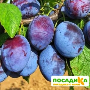 Слива Чачакская ранняя купить по цене от 229.00р. в интернет-магазине «Посадика» с доставкой почтой в в Бикине и по всей России – [изображение №1].