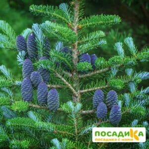 Пихта корейская (Abies koreana) купить по цене от 450.00р. в интернет-магазине «Посадика» с доставкой почтой в в Бикине и по всей России – [изображение №1].