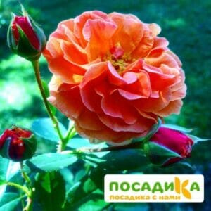 Роза Арабия купить по цене от 350.00р. в интернет-магазине «Посадика» с доставкой почтой в в Бикине и по всей России – [изображение №1].