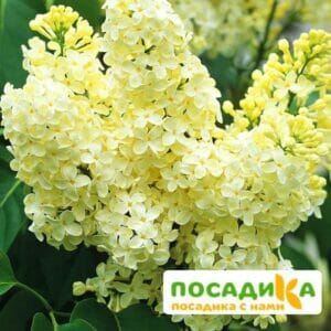 Сирень Примроуз (Primrose) купить по цене от 529.00р. в интернет-магазине «Посадика» с доставкой почтой в в Бикине и по всей России – [изображение №1].