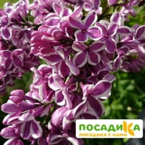 Сирень Сенсация купить по цене от 529.00р. в интернет-магазине «Посадика» с доставкой почтой в в Бикине и по всей России – [изображение №1].