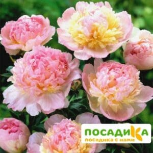 Пион Распберри Сандей (Paeonia Raspberry Sundae) купить по цене от 959р. в интернет-магазине «Посадика» с доставкой почтой в в Бикине и по всей России – [изображение №1].