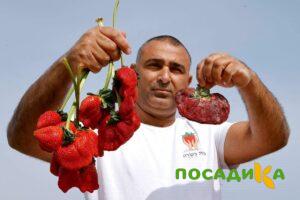 Клубника Гигант Джорнея купить по цене от 266р. в интернет-магазине «Посадика» с доставкой почтой в в Бикине и по всей России – [изображение №1].