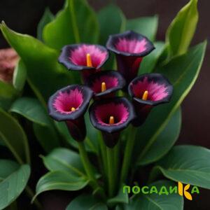 Калла Аура Лейс купить по цене от 400р. в интернет-магазине «Посадика» с доставкой почтой в в Бикине и по всей России – [изображение №1].