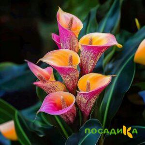 Калла Оникс купить по цене от 450р. в интернет-магазине «Посадика» с доставкой почтой в в Бикине и по всей России – [изображение №1].