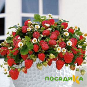 Клубника Рубиновый Шепот (горшечная) купить по цене от 240р. в интернет-магазине «Посадика» с доставкой почтой в в Бикине и по всей России – [изображение №1].