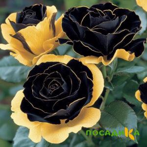 Роза Ханни Сикл купить по цене от 700р. в интернет-магазине «Посадика» с доставкой почтой в в Бикине и по всей России – [изображение №1].