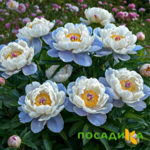 Пион акварельный Этюд купить по цене от 806р. в интернет-магазине «Посадика» с доставкой почтой в в Бикине и по всей России – [изображение №1].