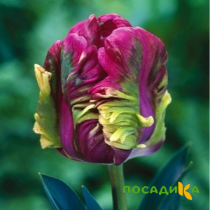 Тюльпан Экзотик Хэвен купить по цене от 186р. в интернет-магазине «Посадика» с доставкой почтой в в Бикине и по всей России – [изображение №1].