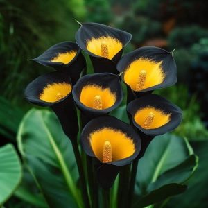 Калла Легато купить по цене от 620р. в интернет-магазине «Посадика» с доставкой почтой в в Бикине и по всей России – [изображение №1].