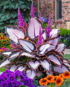 Хоста Кримэн Дрим купить по цене от 549р. в интернет-магазине «Посадика» с доставкой почтой в в Бикине и по всей России – [изображение №1].