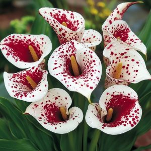 Калла Эмпайр купить по цене от 302р. в интернет-магазине «Посадика» с доставкой почтой в в Бикине и по всей России – [изображение №1].