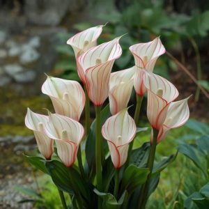 Калла Глейшер купить по цене от 299р. в интернет-магазине «Посадика» с доставкой почтой в в Бикине и по всей России – [изображение №1].