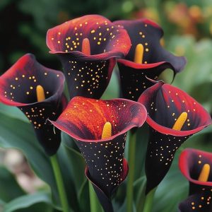 Калла Нуар купить по цене от 299р. в интернет-магазине «Посадика» с доставкой почтой в в Бикине и по всей России – [изображение №1].