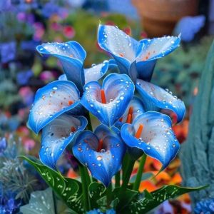 Калла Портрейт купить по цене от 292р. в интернет-магазине «Посадика» с доставкой почтой в в Бикине и по всей России – [изображение №1].