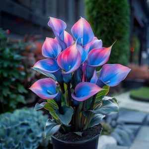 Калла Импрессия купить по цене от 590р. в интернет-магазине «Посадика» с доставкой почтой в в Бикине и по всей России – [изображение №1].