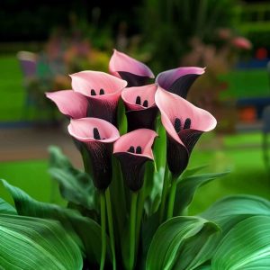 Калла Энигма купить по цене от 291р. в интернет-магазине «Посадика» с доставкой почтой в в Бикине и по всей России – [изображение №1].