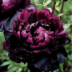 Пион Темный Сад купить по цене от 421р. в интернет-магазине «Посадика» с доставкой почтой в в Бикине и по всей России – [изображение №1].