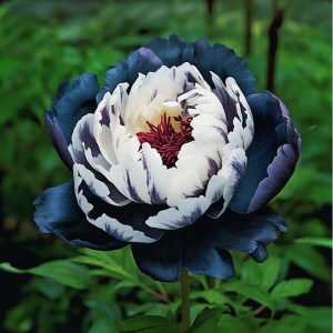 Пион Древовидный Инь-Янь купить по цене от 419р. в интернет-магазине «Посадика» с доставкой почтой в в Бикине и по всей России – [изображение №1].