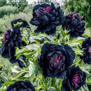 Пион древовидный Сердце Афродиты купить по цене от 600р. в интернет-магазине «Посадика» с доставкой почтой в в Бикине и по всей России – [изображение №1].