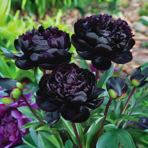 Пион Королевский Бархат купить по цене от 419р. в интернет-магазине «Посадика» с доставкой почтой в в Бикине и по всей России – [изображение №1].