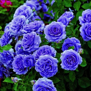 Роза Блю Мун купить по цене от 450р. в интернет-магазине «Посадика» с доставкой почтой в в Бикине и по всей России – [изображение №1].