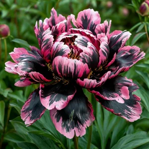 Пион Дроп Руби купить по цене от 469р. в интернет-магазине «Посадика» с доставкой почтой в в Бикине и по всей России – [изображение №1].