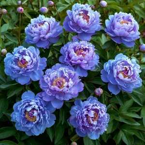 Пион Голубой лотос купить по цене от 590р. в интернет-магазине «Посадика» с доставкой почтой в в Бикине и по всей России – [изображение №1].