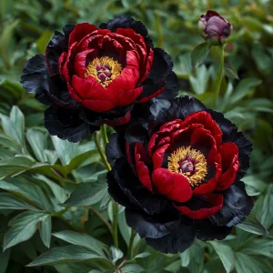 Пион Эбеновый Рубин купить по цене от 419р. в интернет-магазине «Посадика» с доставкой почтой в в Бикине и по всей России – [изображение №1].