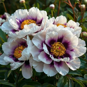 Пион Эко Саммер купить по цене от 548р. в интернет-магазине «Посадика» с доставкой почтой в в Бикине и по всей России – [изображение №1].