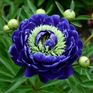 Пион Дримвивер купить по цене от 417р. в интернет-магазине «Посадика» с доставкой почтой в в Бикине и по всей России – [изображение №1].