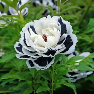 Пион Монохромный Шик купить по цене от 429р. в интернет-магазине «Посадика» с доставкой почтой в в Бикине и по всей России – [изображение №1].