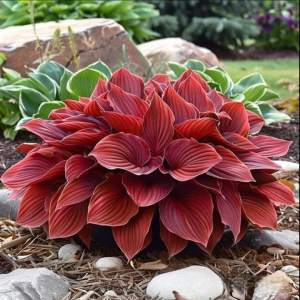 Хоста Рэд Эйнджл купить по цене от 549р. в интернет-магазине «Посадика» с доставкой почтой в в Бикине и по всей России – [изображение №1].