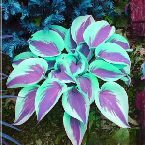 Хоста Висперин Бьюти купить по цене от 379р. в интернет-магазине «Посадика» с доставкой почтой в в Бикине и по всей России – [изображение №1].