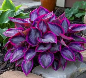 Хоста Сикрет Гарденс купить по цене от 549р. в интернет-магазине «Посадика» с доставкой почтой в в Бикине и по всей России – [изображение №1].